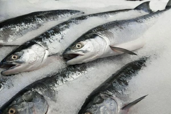 Turkey's Frozen Whole Fish Export Reaches Unprecedented $397M in 2023
